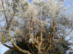 Frosted Eucalyptus tree 2012-12-12 10.13